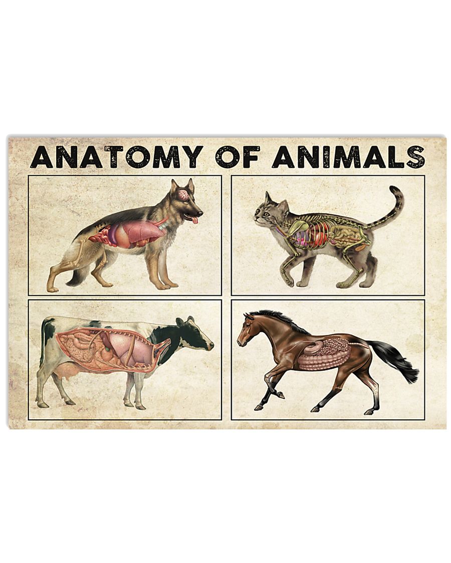 Anatomy-Of-Animals-Poster