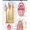Dentist Dental Anatomy Poster